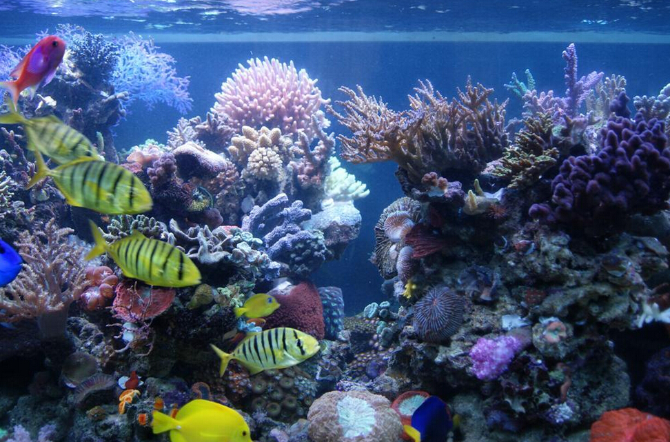 魚(yú)缸放大之后感覺(jué)有點(diǎn)像海底世界